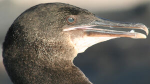Flightless Cormorant