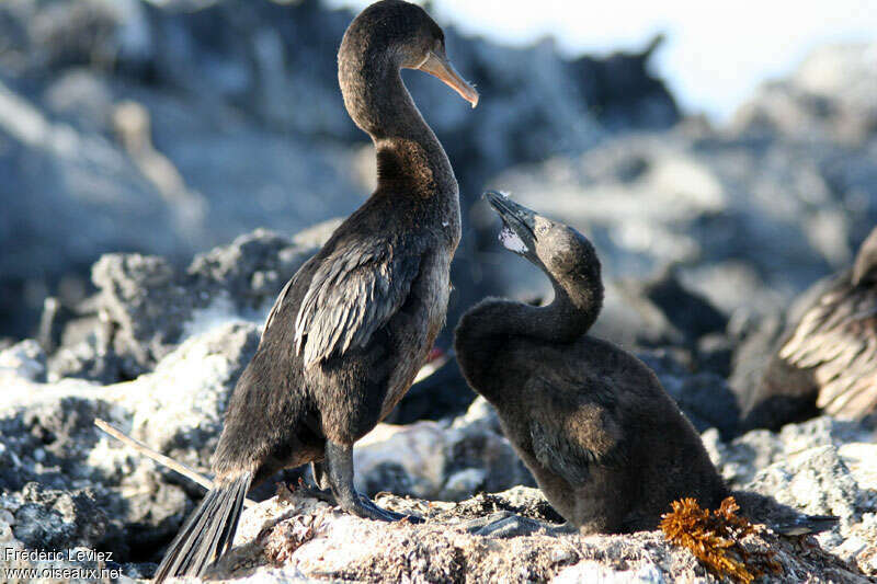 Flightless Cormorant, Reproduction-nesting