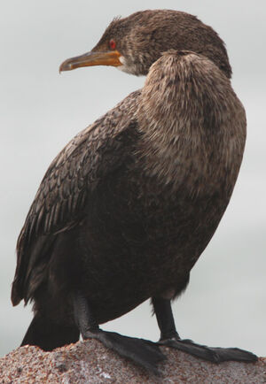 Cormoran couronn�