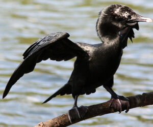 Cormoran de Vieillot