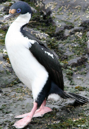 Imperial Shag