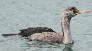 Cormoran mouchet�