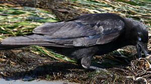 Northwestern Crow