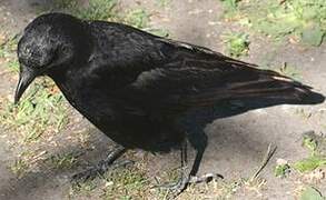 Northwestern Crow