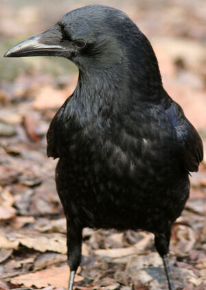 Carrion Crow