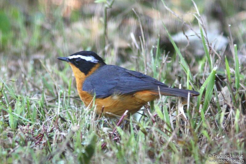 White-browed Robin-Chat, identification
