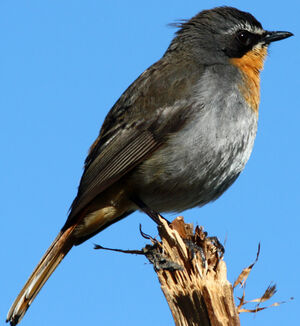 Cape Robin-Chat