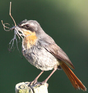 Cape Robin-Chat