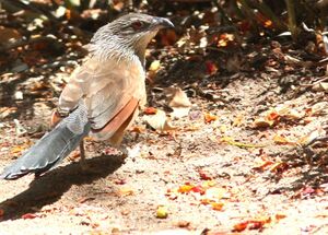 Coucal à sourcils blancs