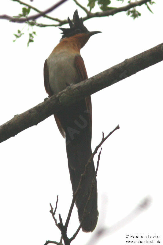 Chestnut-winged Cuckoo, identification