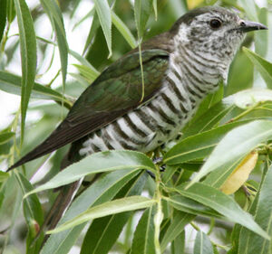Shining Bronze Cuckoo