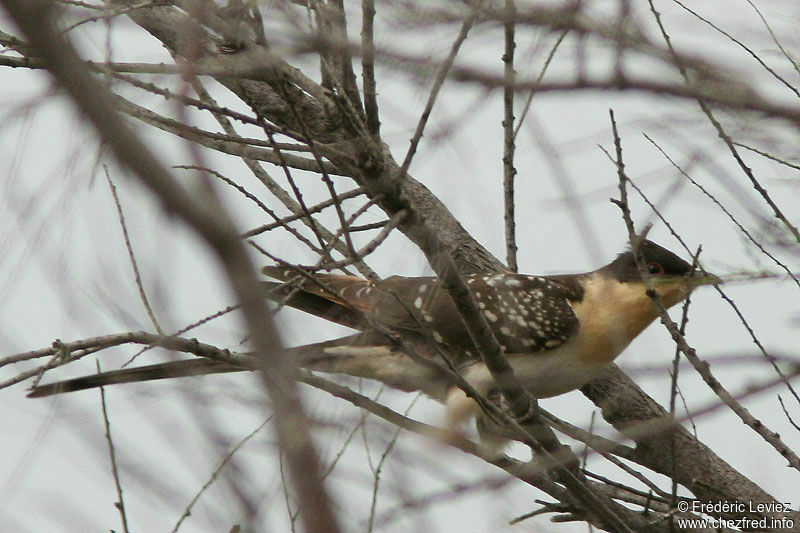 Great Spotted Cuckooadult