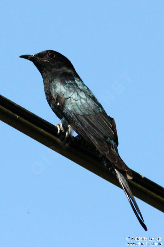 Square-tailed Drongo-Cuckooadult, identification