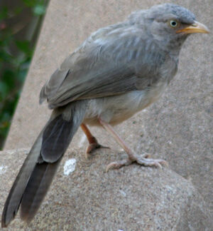 Jungle Babbler