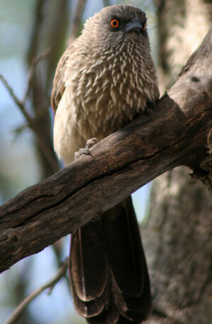 Arrow-marked Babbler