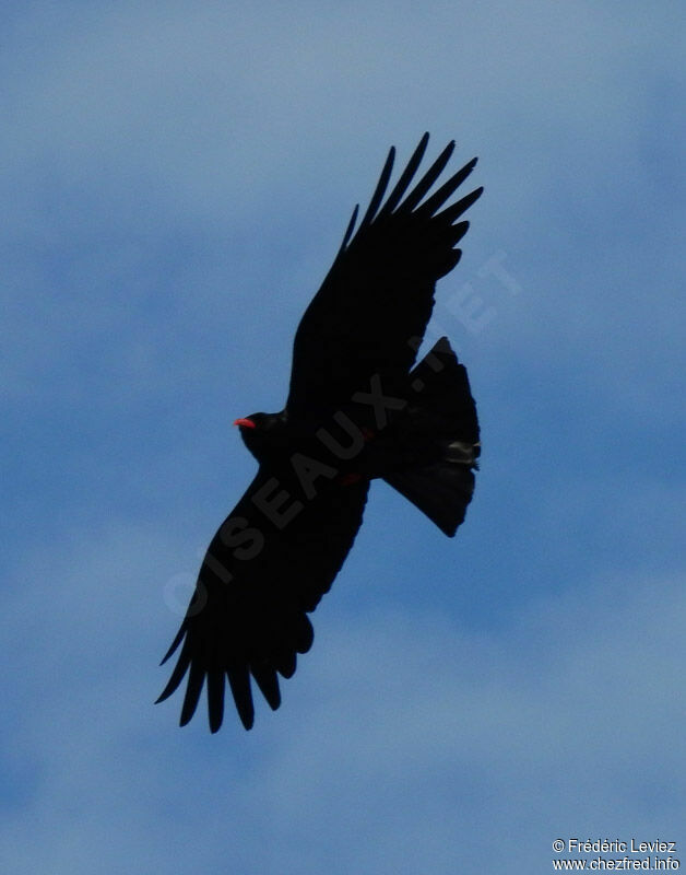 Red-billed Chough, identification