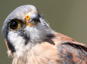 American Kestrel