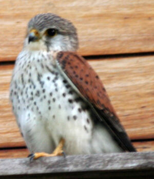 Malagasy Kestrel
