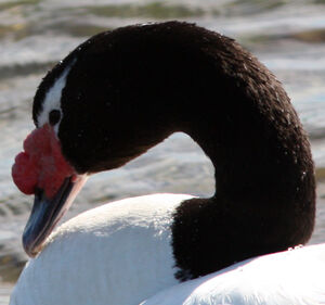 Cygne à cou noir