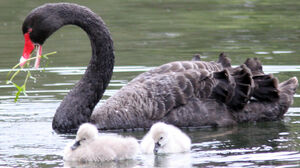 Cygne noir