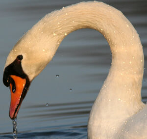 Cygne tuberculé