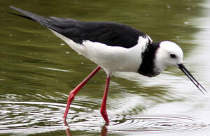 �chasse d'Australie