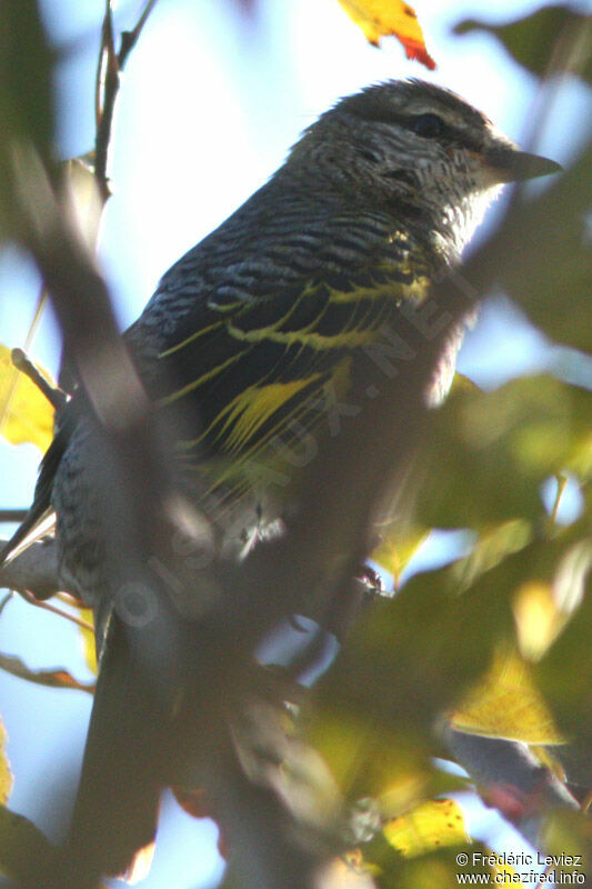 Black Cuckooshrike female adult, identification