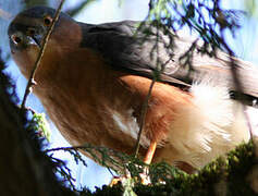 Rufous-breasted Sparrowhawk