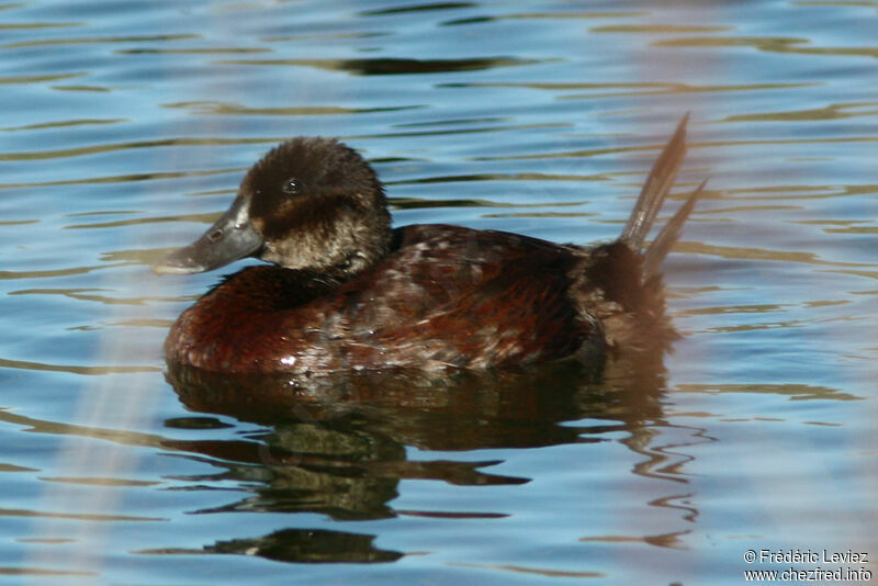 Andean Duck female adult