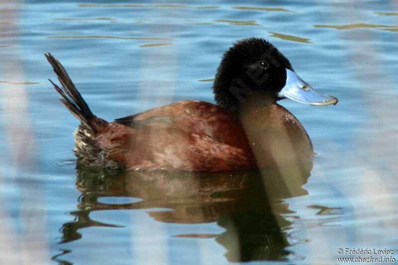 Andean Duck male adult breeding