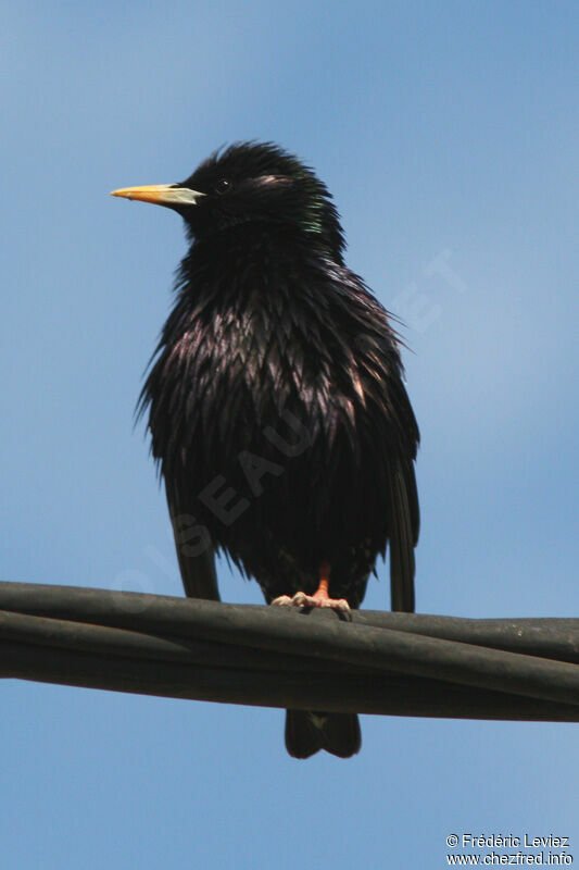 Common Starling male adult breeding, identification
