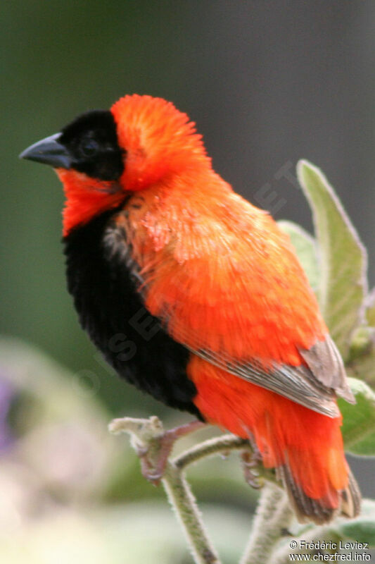 Northern Red Bishop male adult breeding