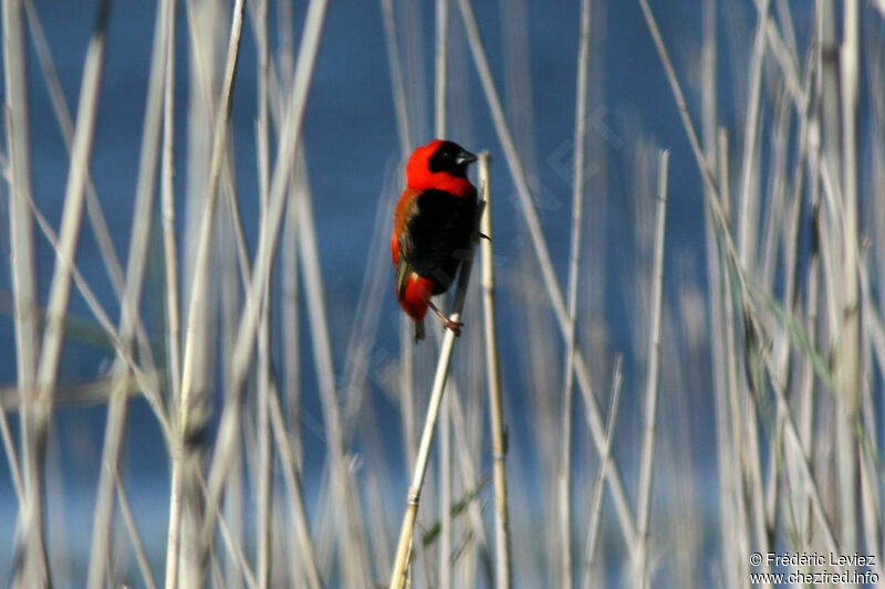 Southern Red Bishop male adult breeding, identification