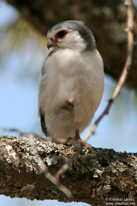 Pygmy Falconadult