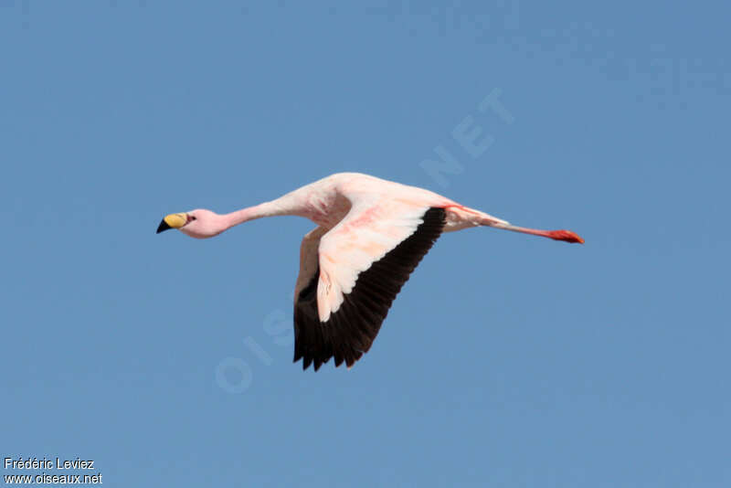 James's Flamingoadult, Flight