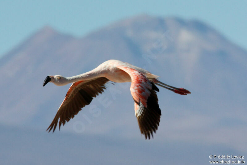 Chilean Flamingoadult, Flight