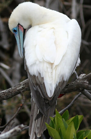 Fou à pieds rouges
