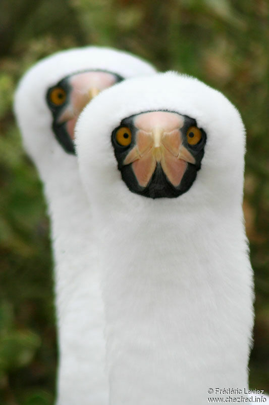Nazca Booby adult