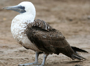 Peruvian Booby