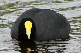 White-winged Coot