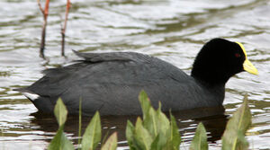 Foulque leucopt�re