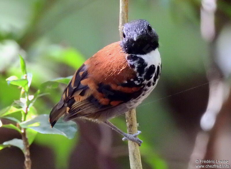 Spotted Antbird male adult, close-up portrait, pigmentation