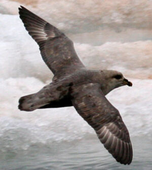 Fulmar boréal