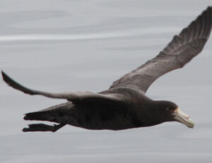 Fulmar géant