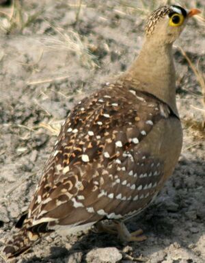 Double-banded Sandgrouse