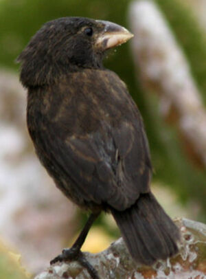 Large Cactus Finch