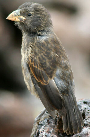 Large Cactus Finch