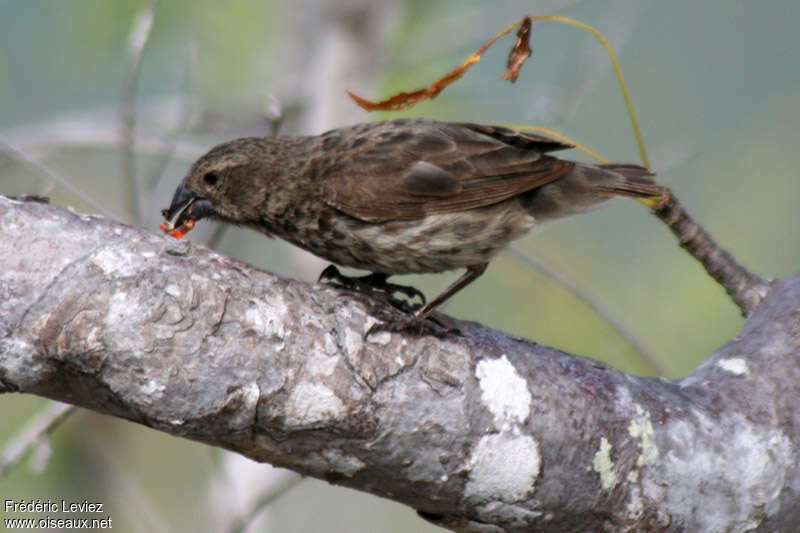 Small Ground Finch female adult, feeding habits