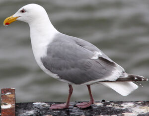 Glaucous-winged Gull