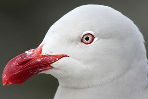 Dolphin Gull